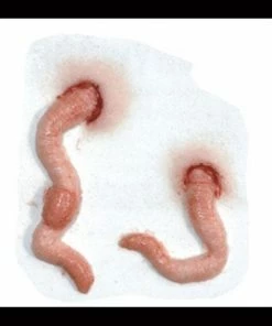 Tinsley Transfers Squirm Prosthetics