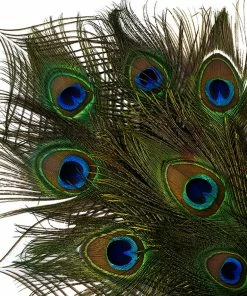 Zucker Peacock Feathers 8"-15" Boas & Feathers