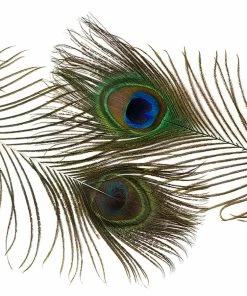 Costumesetc Cosplay Sales Shop 14 Zucker Peacock Feathers 8"-15" Boas & Feathers